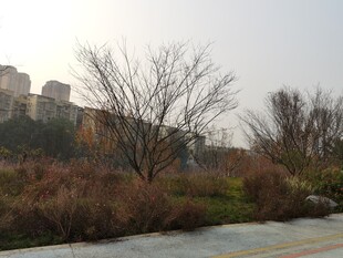 冬日城郊道路旁萧瑟景致