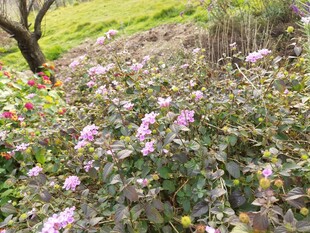 花园中绽放的粉色花卉