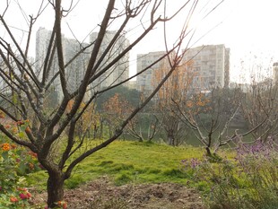 城市中萧瑟的树木景观