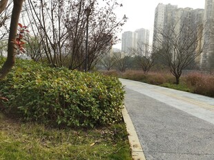 城市中宁静的林荫步道