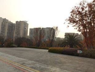 城市道路旁的高楼与树木