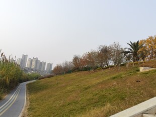 城郊公路旁的绿意景致