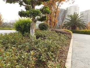 路边绿植景观