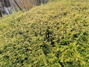 翠绿繁茂的灌木丛