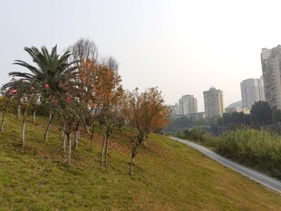 城市中的绿意小径