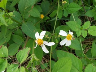 草丛中的两朵小白花