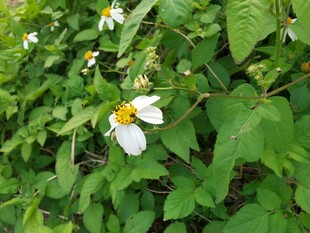 绿叶丛中的白色小花