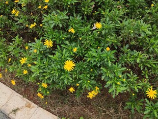 路边绽放的黄色小花