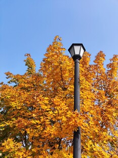 秋日路灯旁的绚烂黄叶