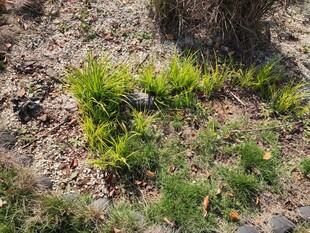 地面生长的嫩绿蕨类植物