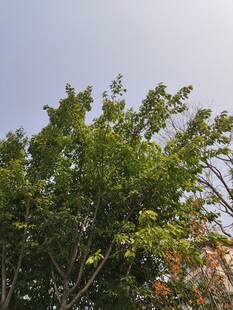 阳光下的葱郁绿树