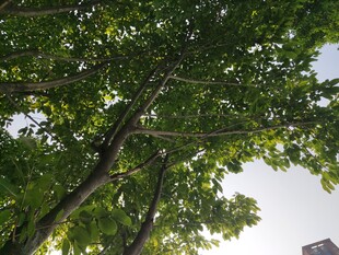 绿荫下的繁茂树冠