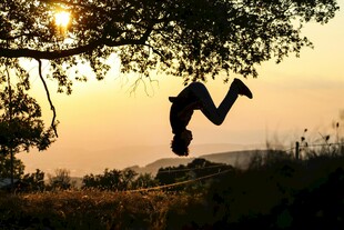 夕阳下倒挂在树上的身影