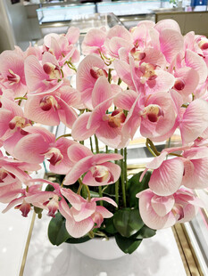 粉色蝴蝶兰