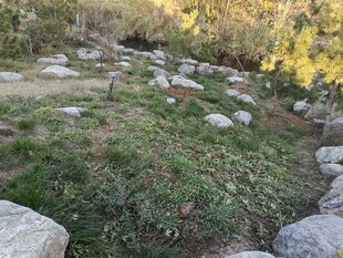 山间石径旁的绿意景致