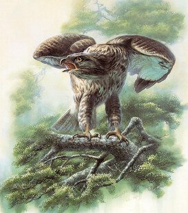 栖息枝头的威武雄鹰