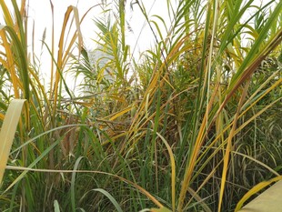 秋日田野里的金黄稻穗