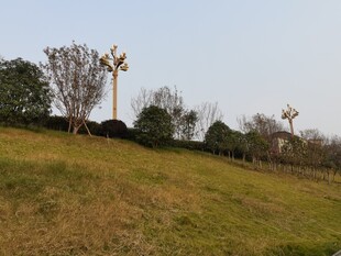 郊外草地与树木景观