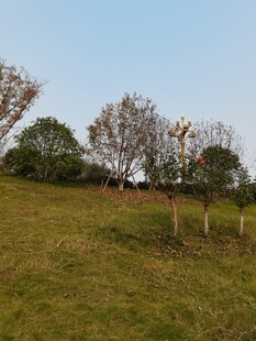 乡村草地与树木景致