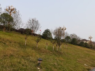郊外草地树木风景图