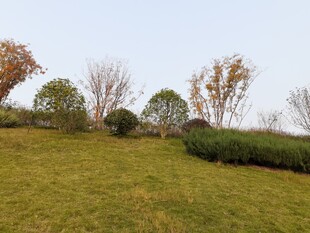 秋日草坪与树木景致