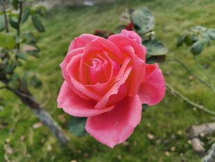 娇艳粉色月季花特写