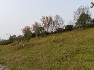 秋日郊野草地与树木景色