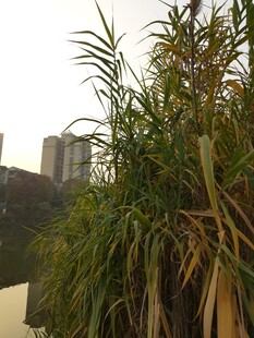 河边芦苇与远处高楼