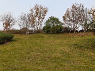 郊外开阔草地与树木景观