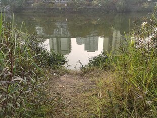 湖畔小径自然静谧之景