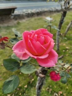 娇艳盛开的粉色月季花