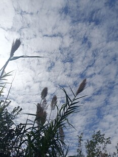 蓝天映衬下的挺拔植物