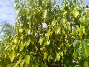 绿叶繁茂的树木