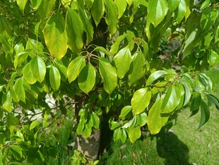 翠绿繁茂的树叶特写