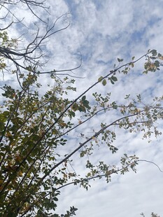仰视树枝与蓝天白云