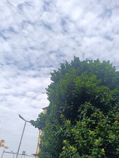 绿树蓝天间的电线景象