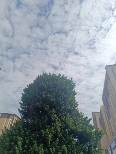 绿树蓝天间的城市景致