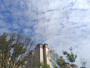 蓝天白云下的高楼与绿树