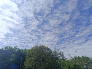 蓝天白云下的葱郁树林