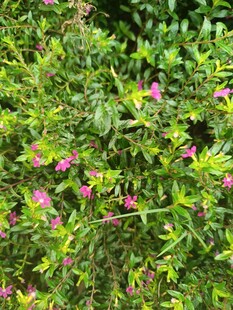 绿叶丛中的粉色小花