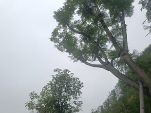 阴天中的葱郁树木