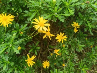 绿叶间的黄色小花