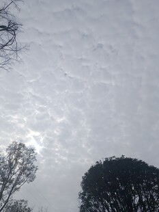 天空中树木映衬的云层