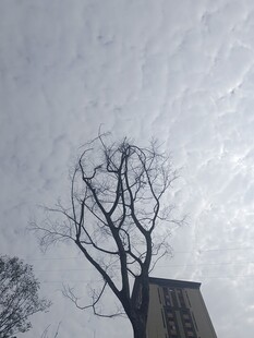 冬日枯树与高楼