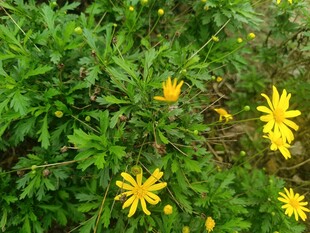 野外绽放的黄色小花