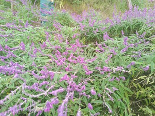 紫色花丛中的自然美景