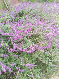 紫色花丛绽放美丽瞬间