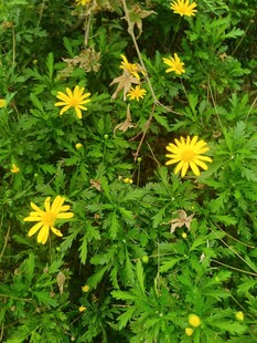 绿叶丛中的黄色小花