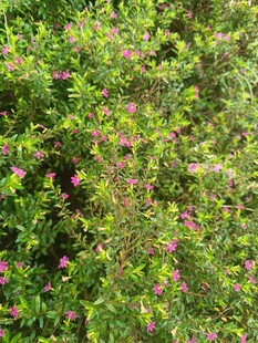 繁茂绿植间点缀粉色小花