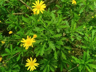 绿叶丛中的黄色小花